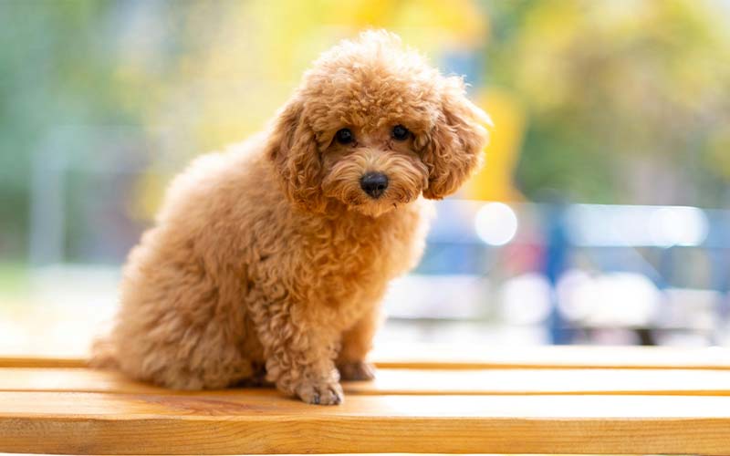 toy-poodle